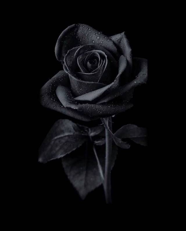 Black roses